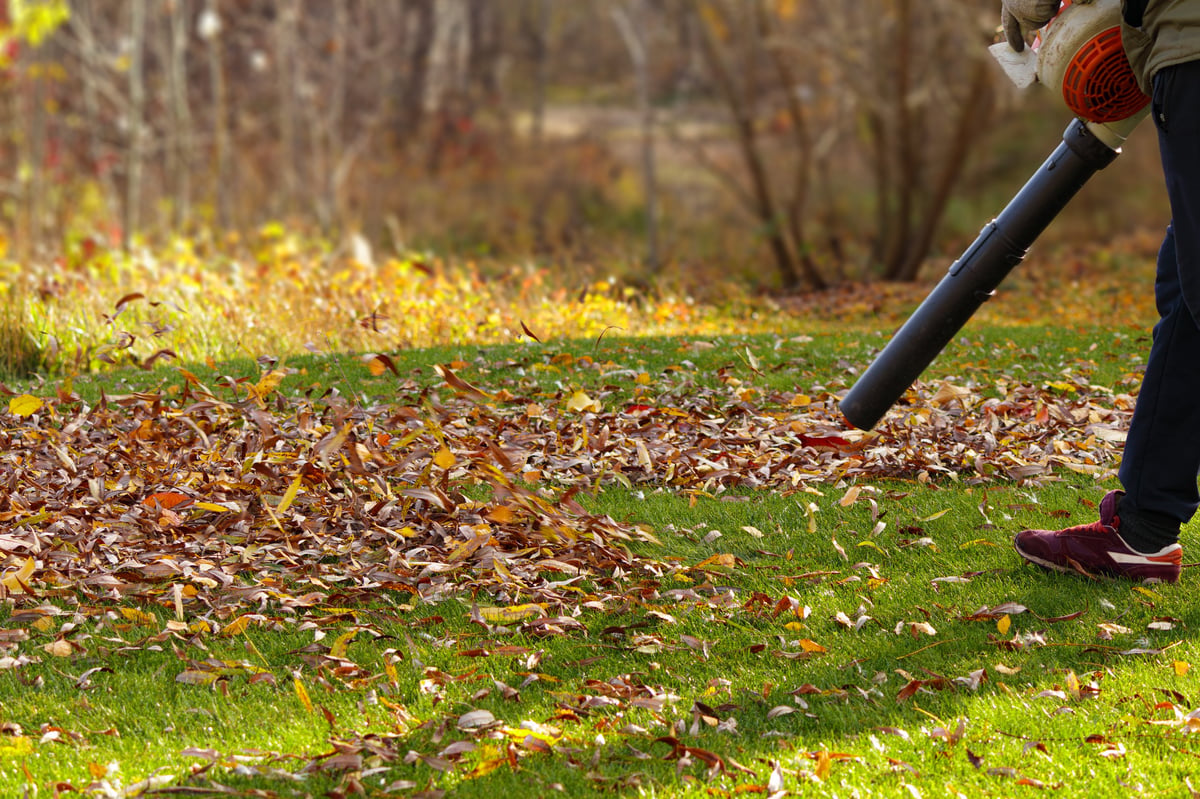 Worker clearing autumn leaves with leaf blower for seasonal property maintenance