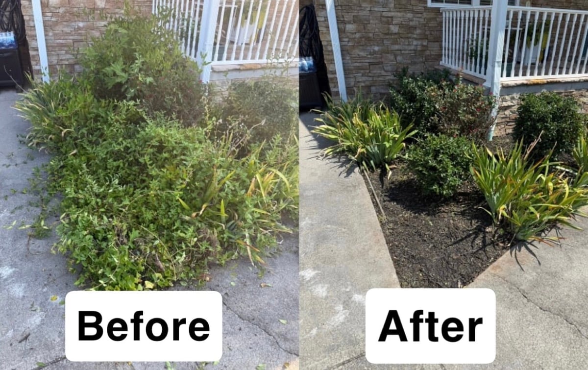 Before and after comparison of garden bed landscaping: overgrown weeds on left, neatly trimmed plants and mulch on right