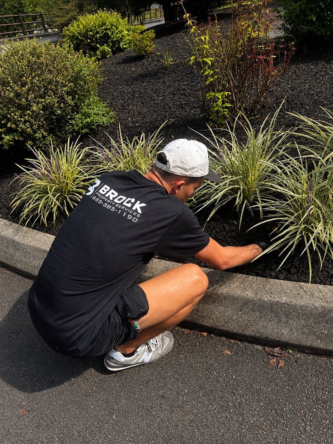 A landscaper in a white cap and black shirt crouches while planting ornamental grasses in a garden bed with dark mulch